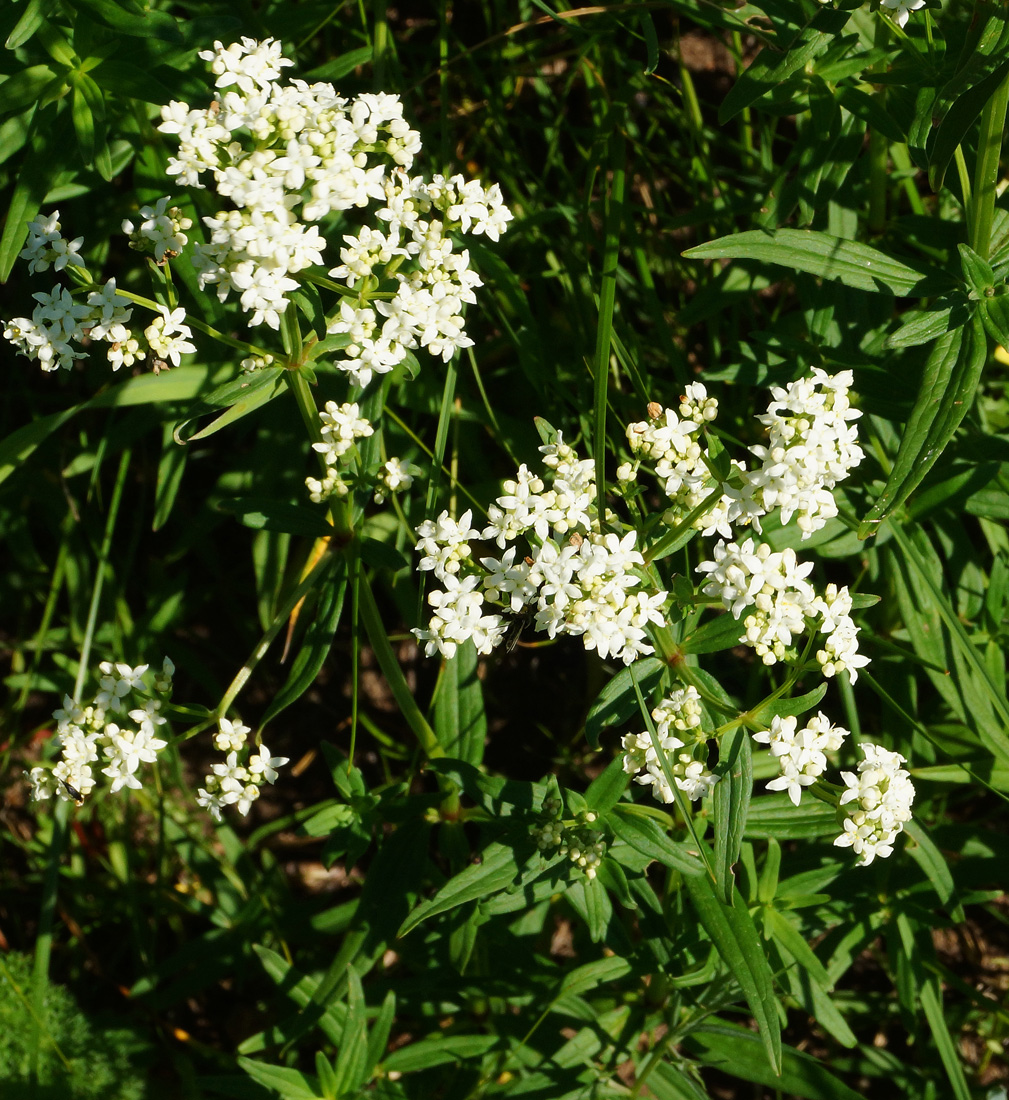 Изображение особи Galium boreale.