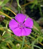 Dianthus versicolor. Цветок. Амурская обл., Бурейский р-н, правый берег р. Бурея, окр. с. Малиновка, луг. 17.07.2016.