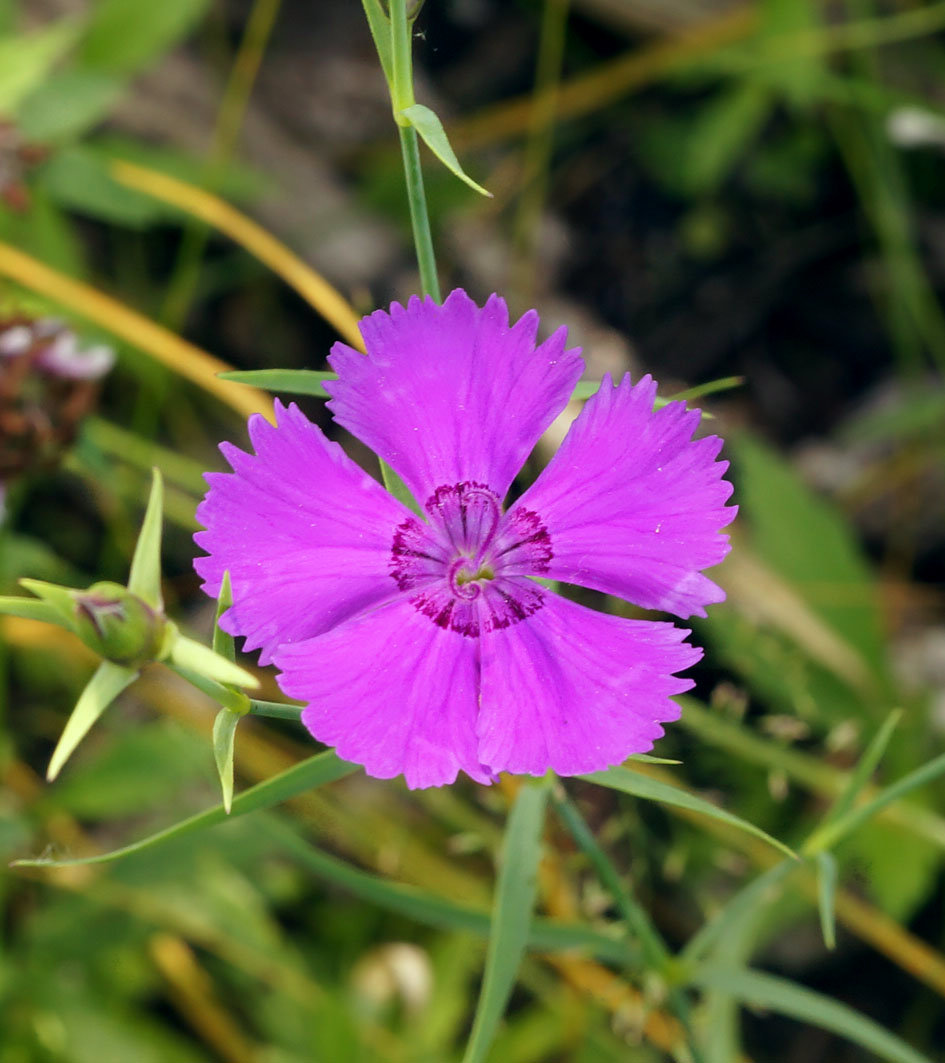 Изображение особи Dianthus versicolor.