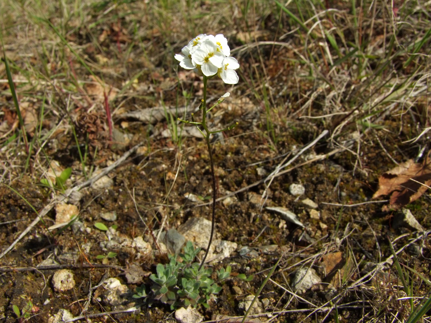 Изображение особи Draba ussuriensis.