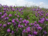 Astragalus onobrychis. Цветущие растения. Ставропольский край, станица Курская, долина реки Куры, терраса с травянистой растительностью. 26.05.2016.