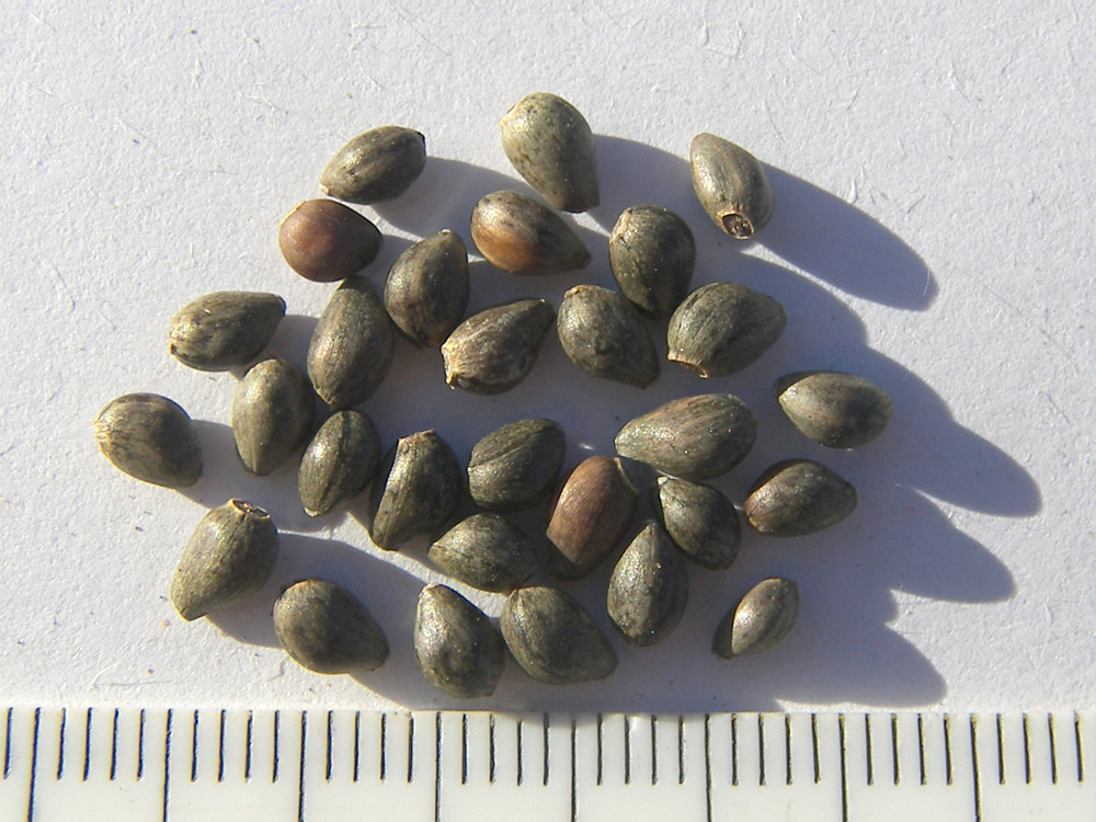Image of Lamyra echinocephala specimen.