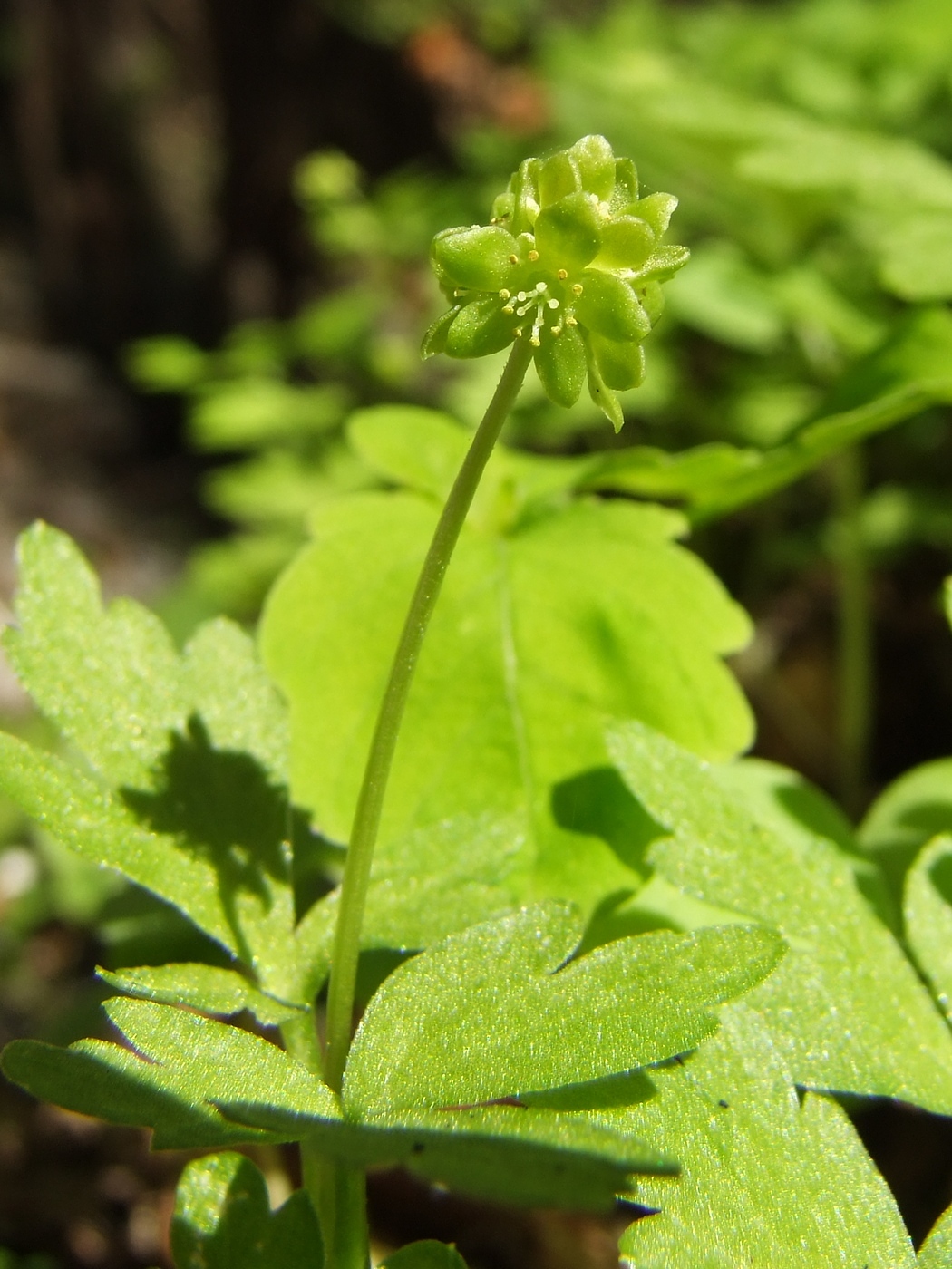 Image of Adoxa moschatellina specimen.