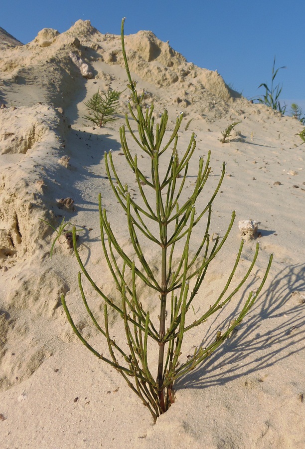 Изображение особи Equisetum arvense.