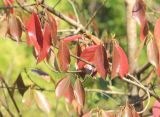 Viburnum odoratissimum. Часть ветви. Абхазия, г. Сухум, Сухумский ботанический сад, в культуре. 7 марта 2016 г.