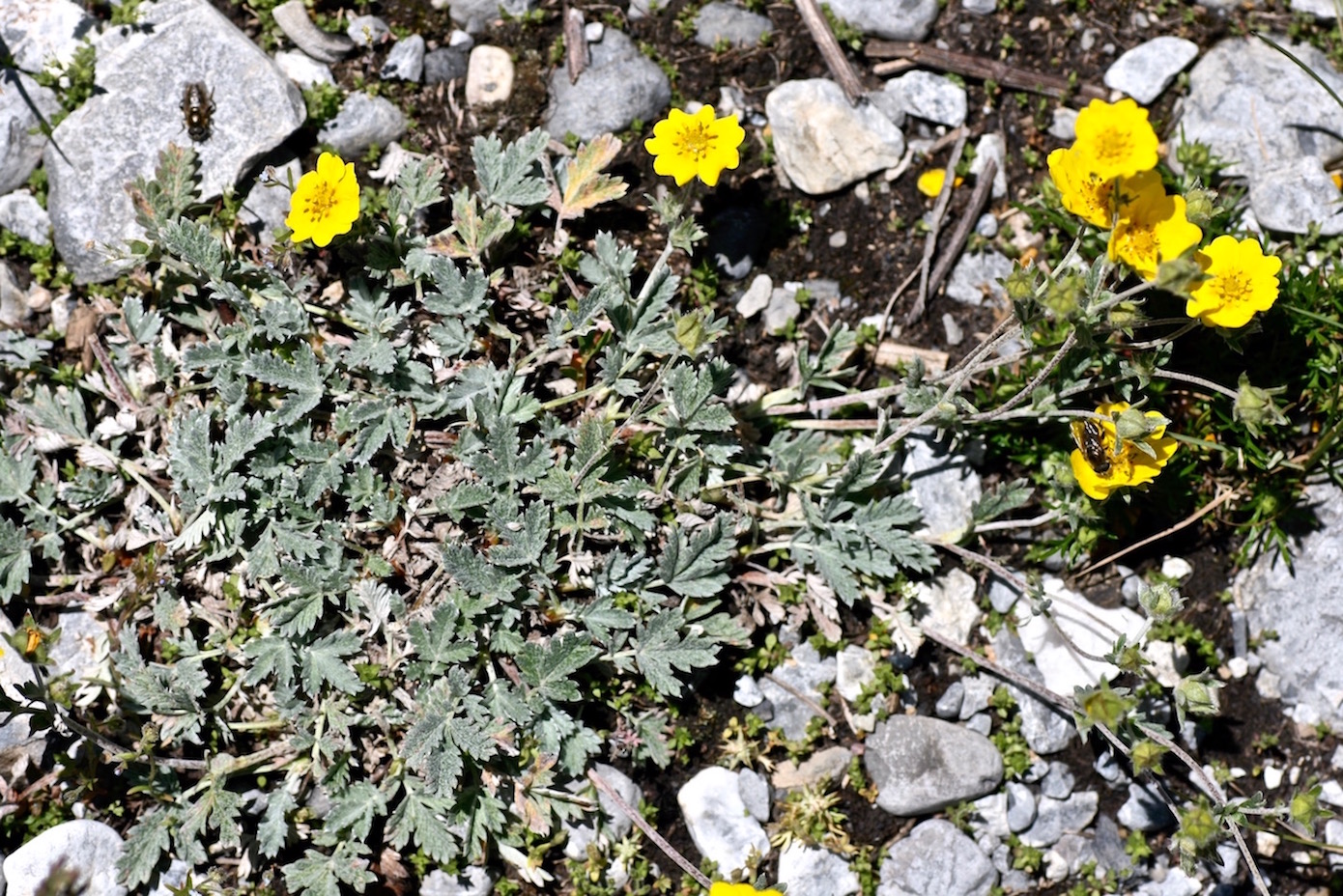 Изображение особи Potentilla hololeuca.