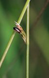 Juncus haenkei