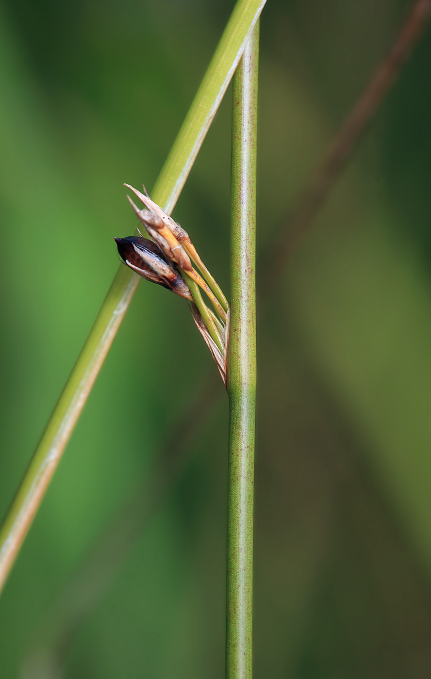 Изображение особи Juncus haenkei.