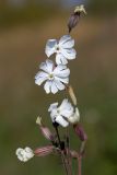 Image of taxon representative. Author is Виктор Шмонин