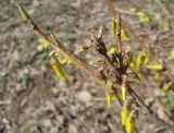 Forsythia ovata