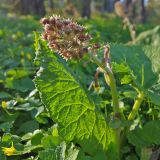 Petasites hybridus