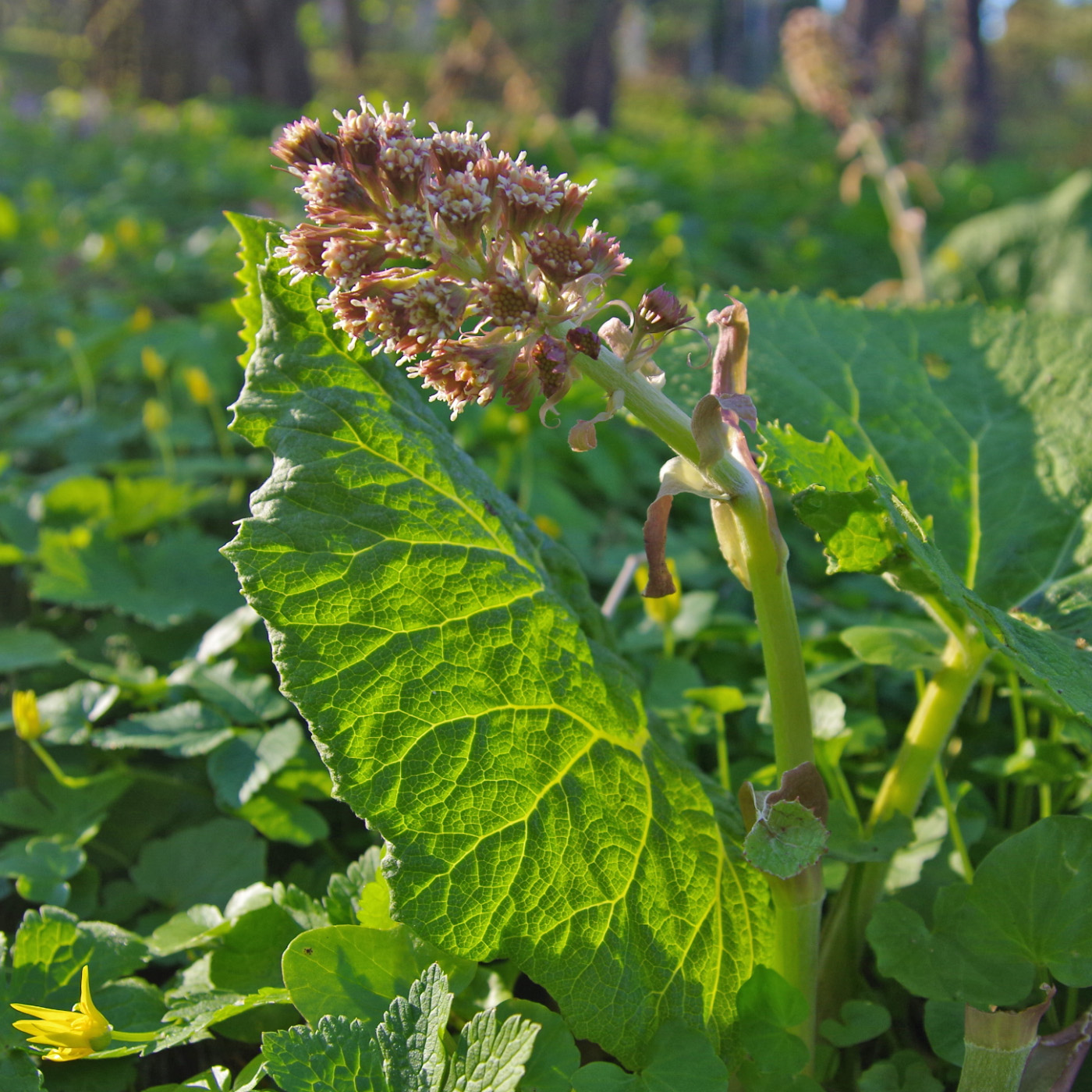 Изображение особи Petasites hybridus.