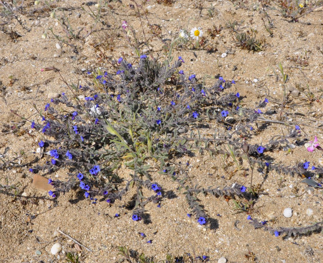 Image of Alkanna tinctoria specimen.