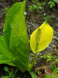 Lysichiton americanus