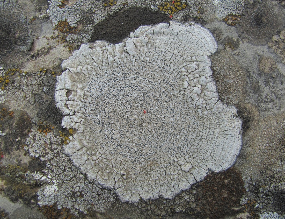 Image of Aspicilia calcarea specimen.