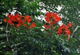Spathodea campanulata. Верхушки ветвей с соцветиями (справа виден плод). Малайзия, о-в Калимантан, г. Кучинг, в культуре. 12.05.2017.