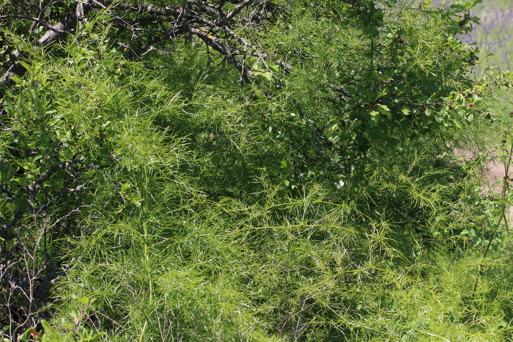 Изображение особи Asparagus verticillatus.