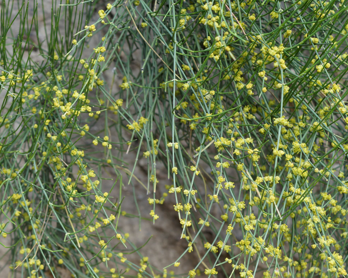 Изображение особи Ephedra procera.