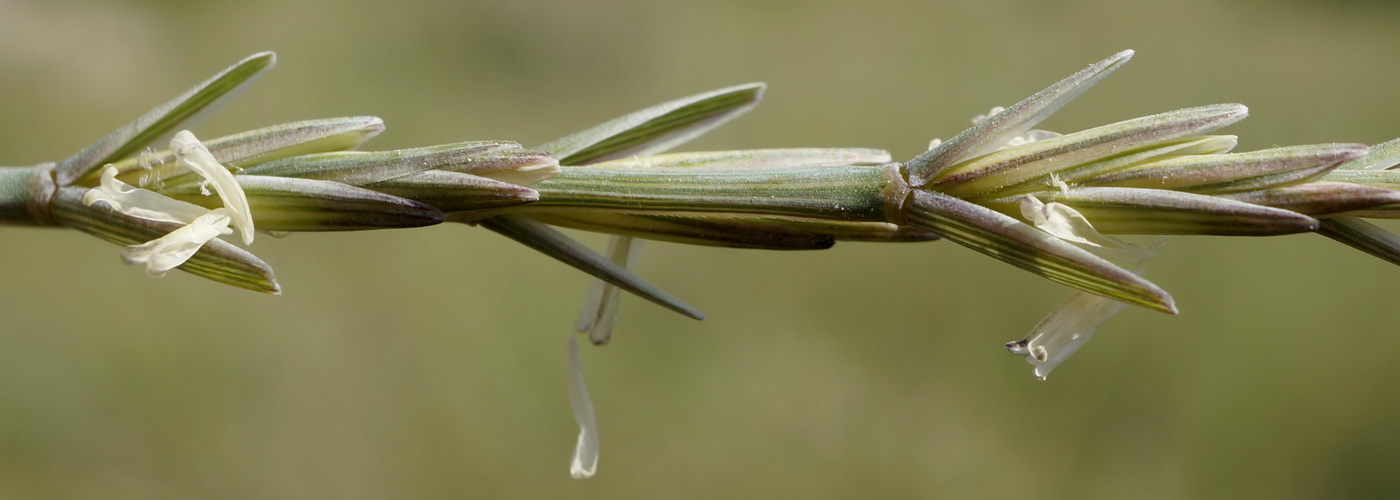 Изображение особи Elytrigia nodosa.