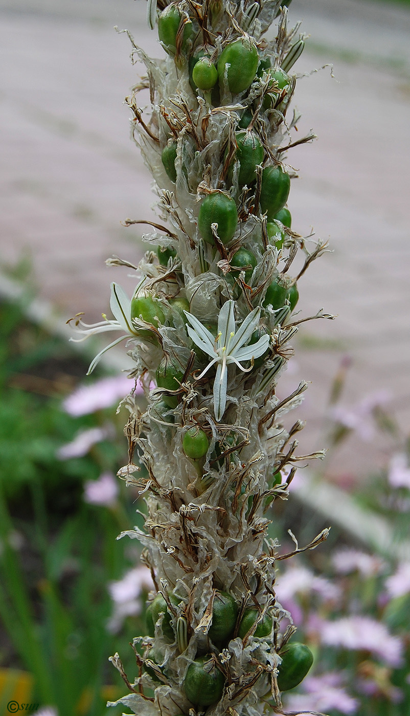 Image of Asphodeline taurica specimen.