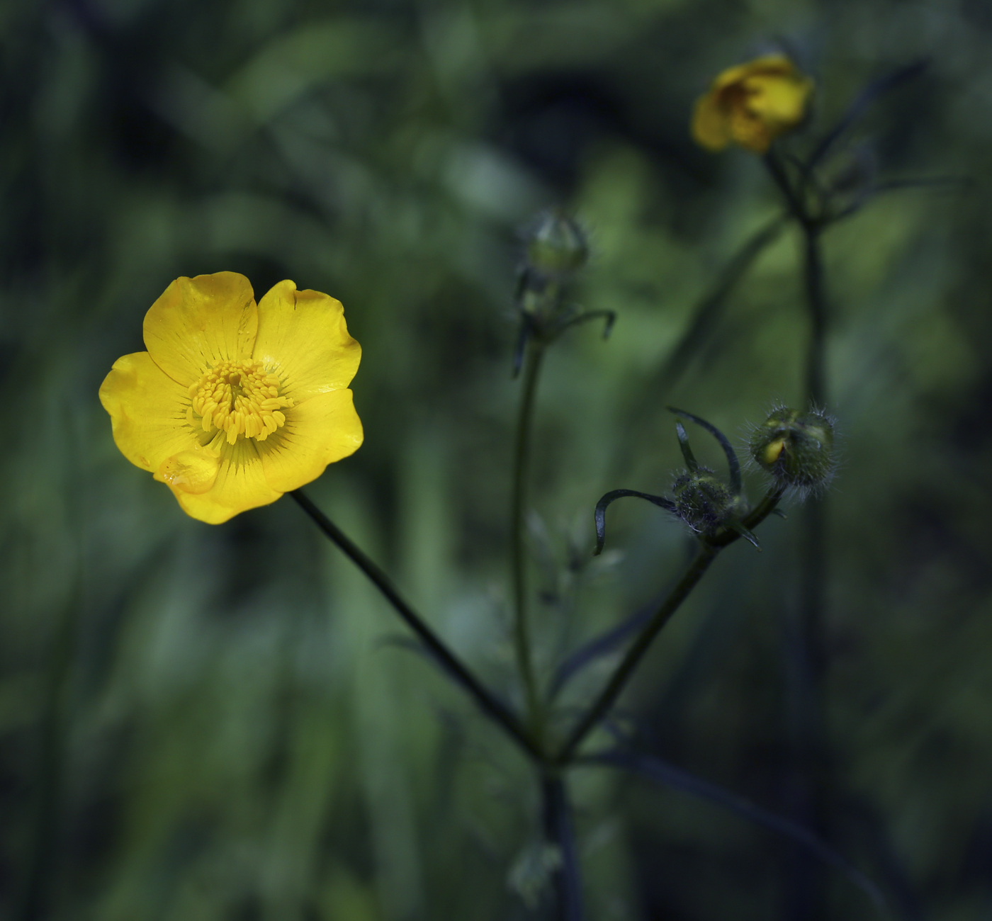 Image of Ranunculus polyanthemos specimen.