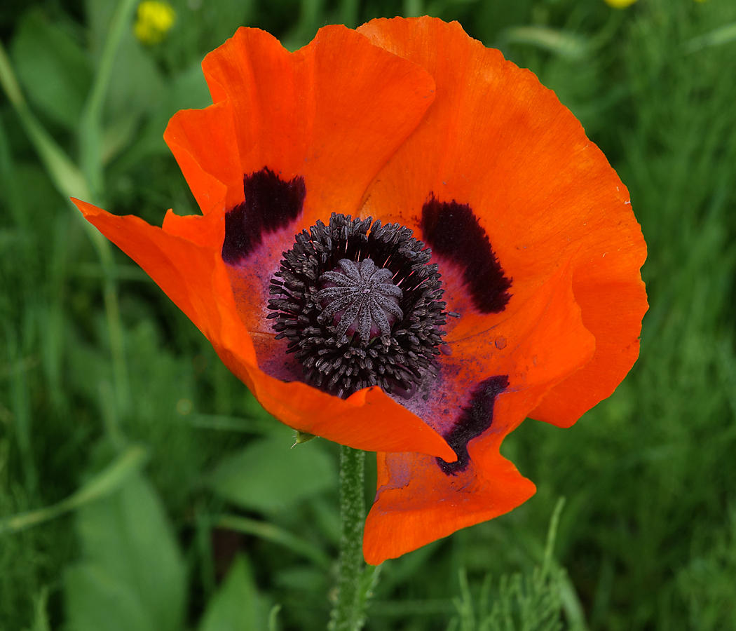 Изображение особи Papaver setiferum.