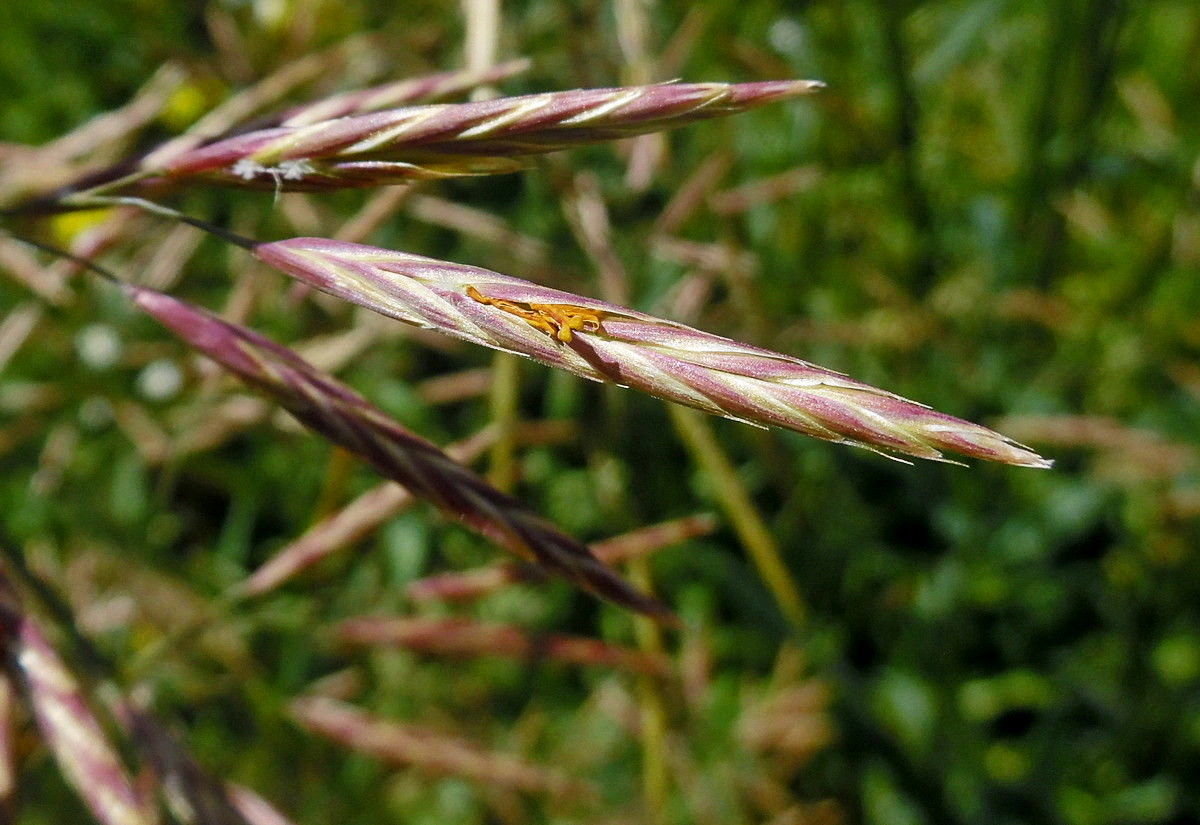 Изображение особи Bromopsis inermis.