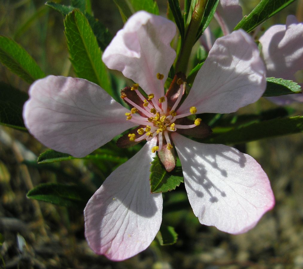 Изображение особи Amygdalus nana.