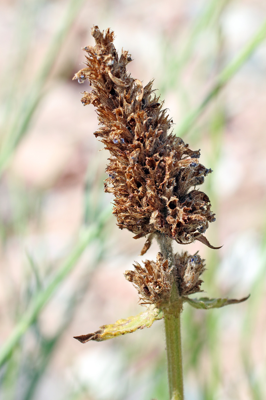 Image of Nepeta alatavica specimen.