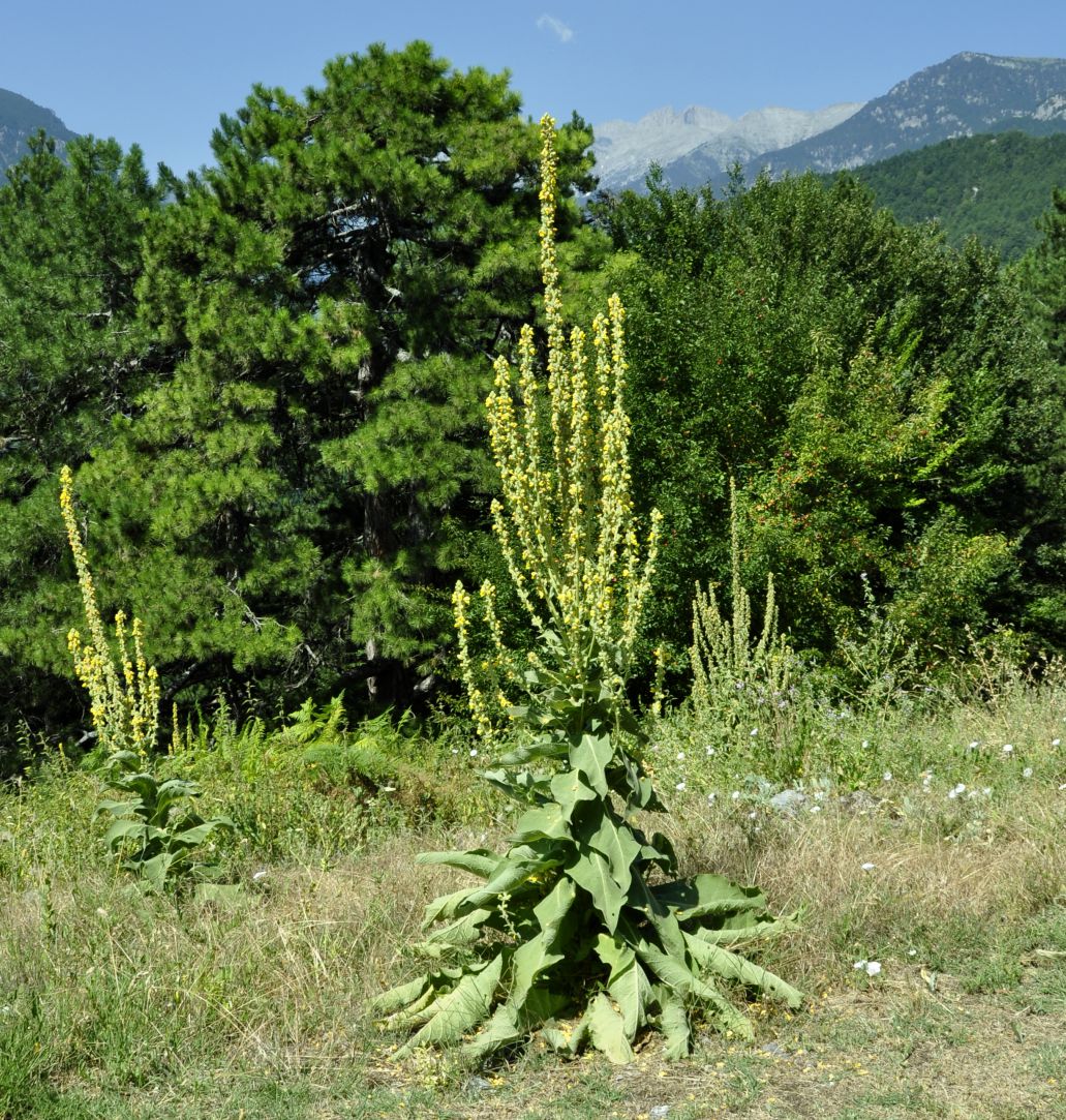 Image of genus Verbascum specimen.