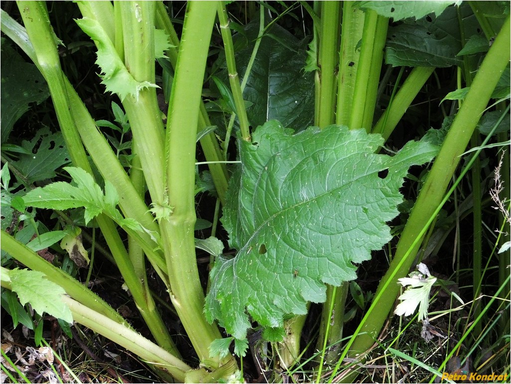 Изображение особи Cirsium oleraceum.