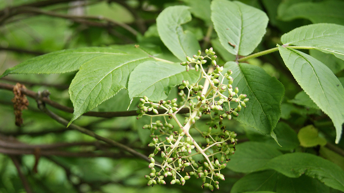 Изображение особи Sambucus kamtschatica.