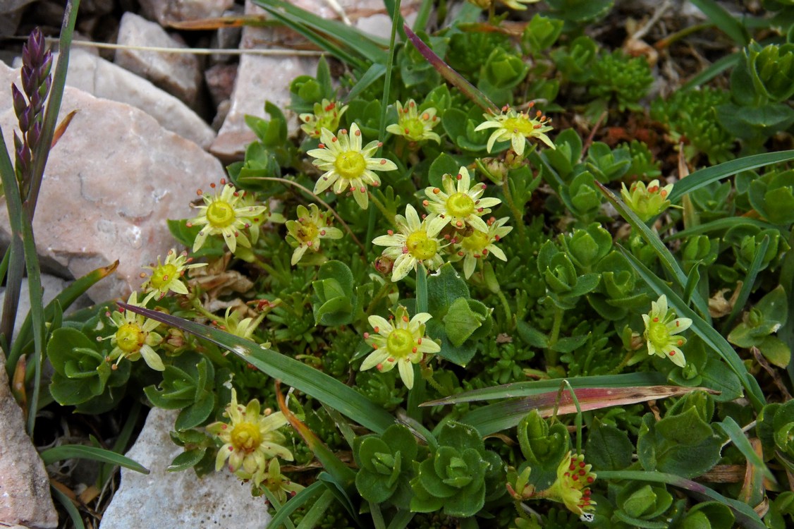 Изображение особи Saxifraga moschata.