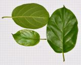 Image of taxon representative. Author is Татьяна Мальчинская