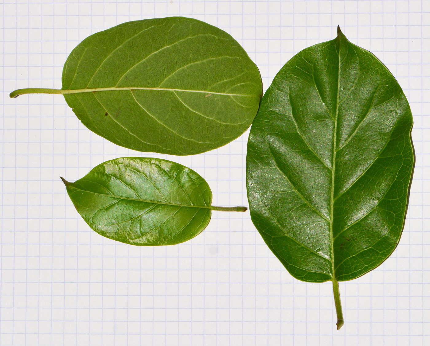 Image of Combretum microphyllum specimen.