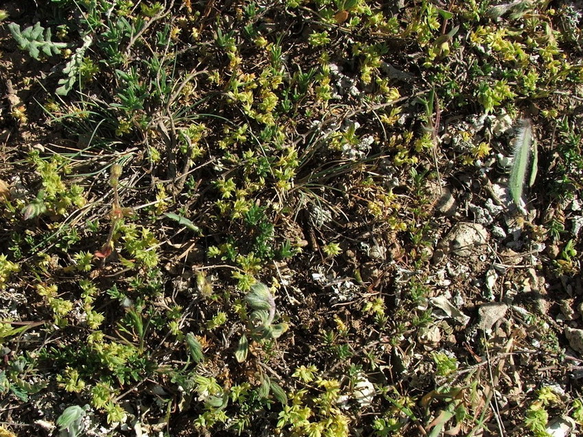 Изображение особи Asterolinon linum-stellatum.