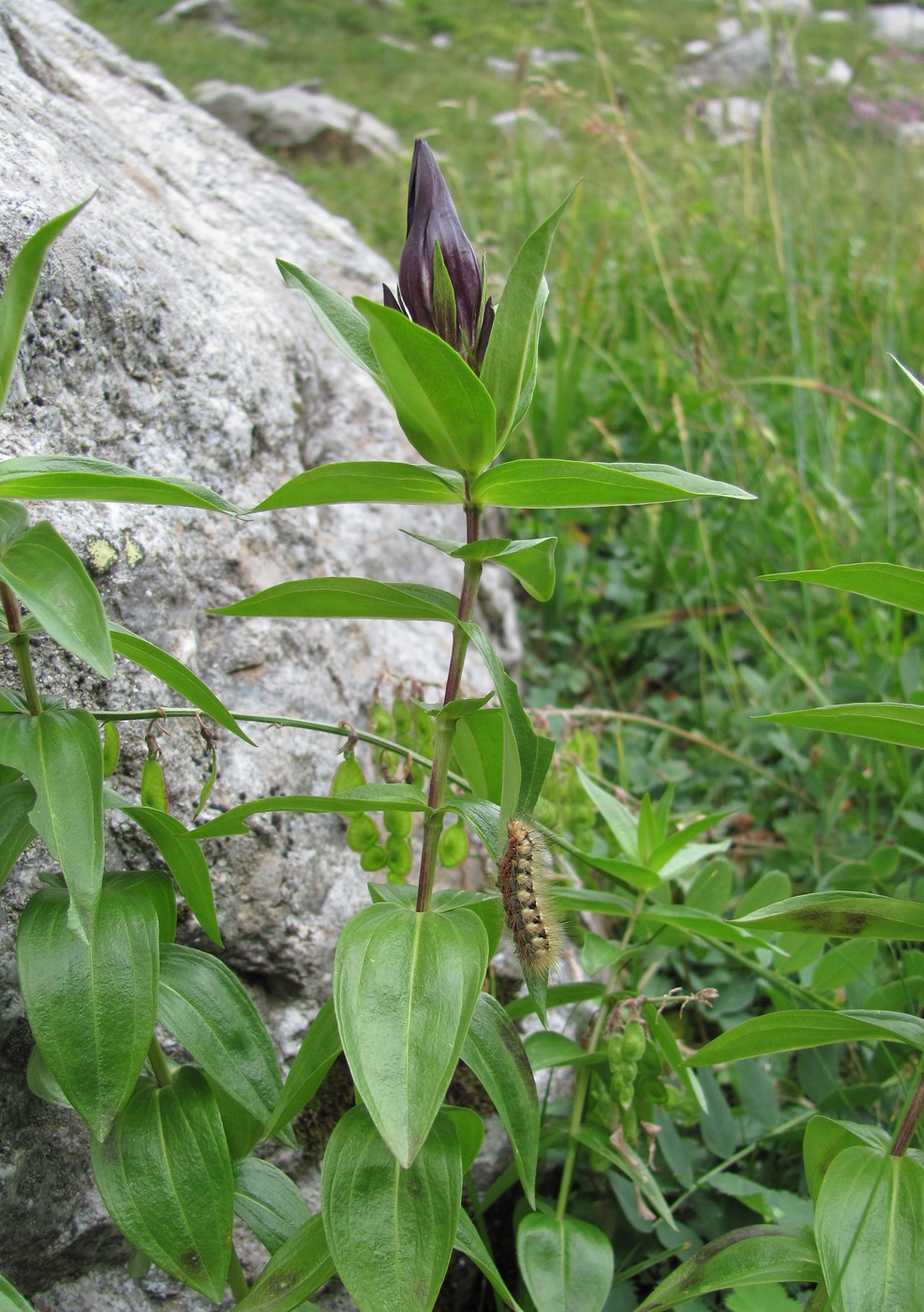 Image of Gentiana septemfida specimen.