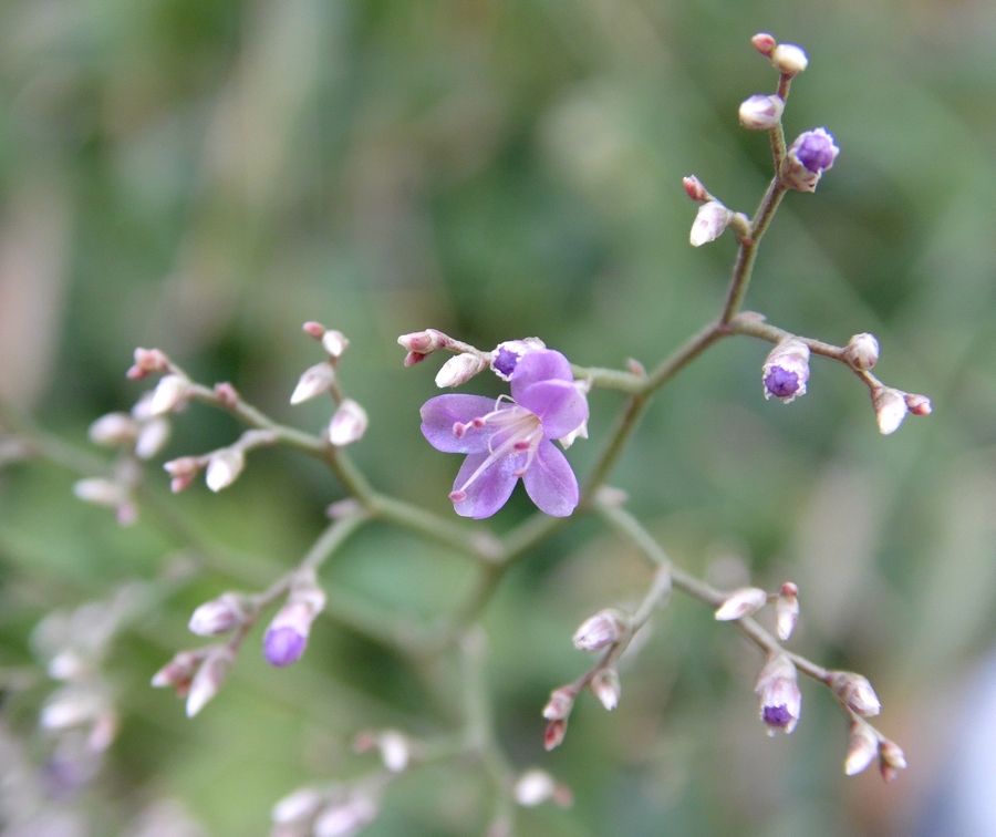 Image of Limonium coriarium specimen.