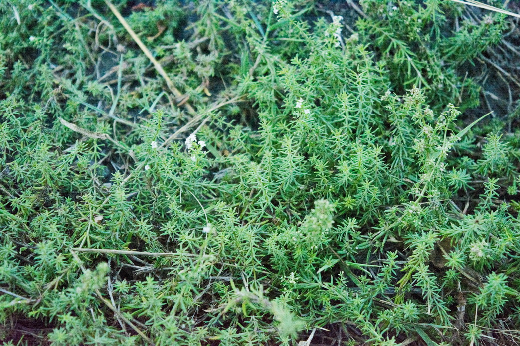 Image of genus Galium specimen.