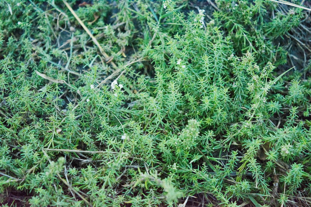 Image of genus Galium specimen.