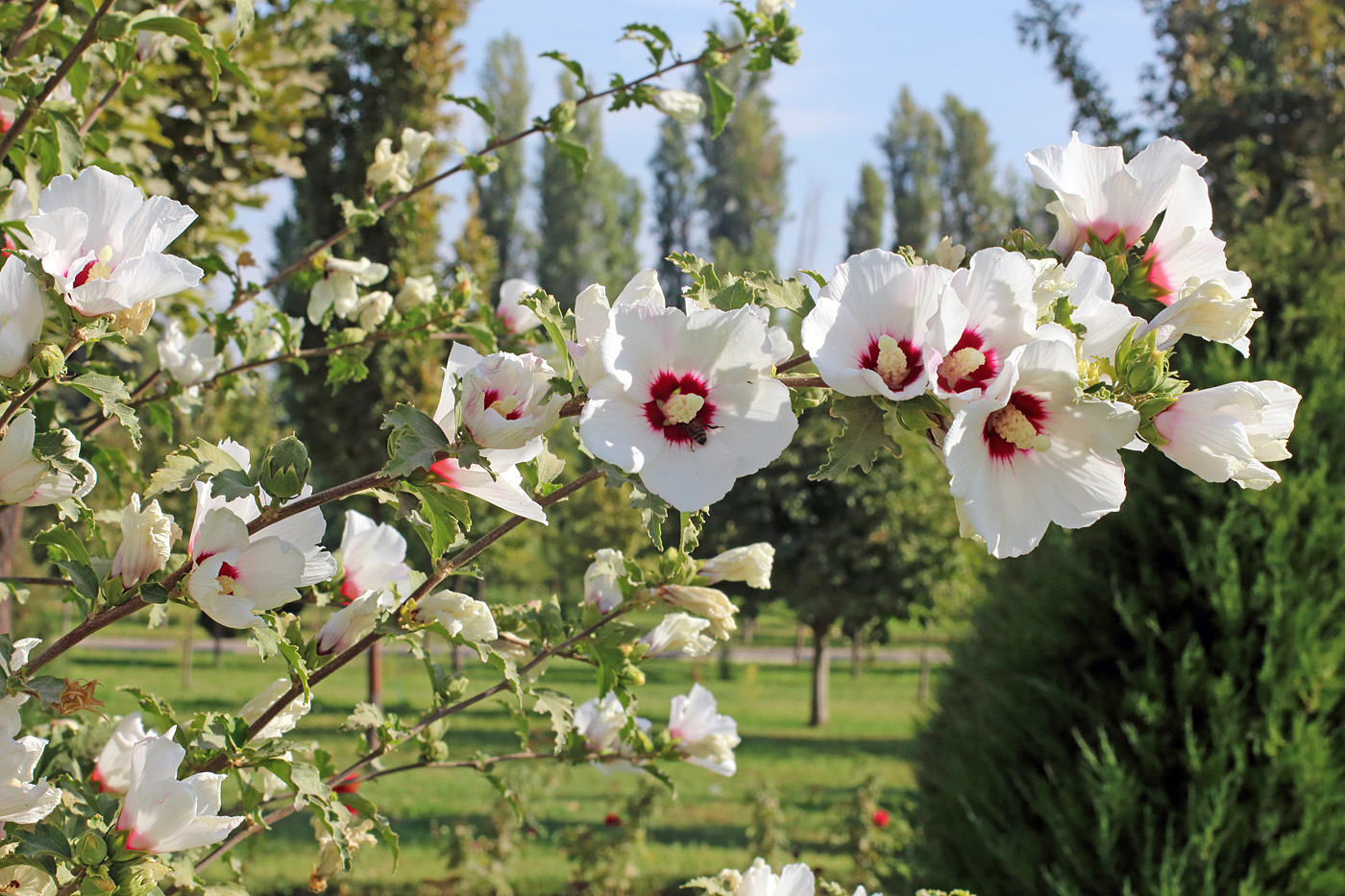 Image of Hibiscus syriacus specimen.