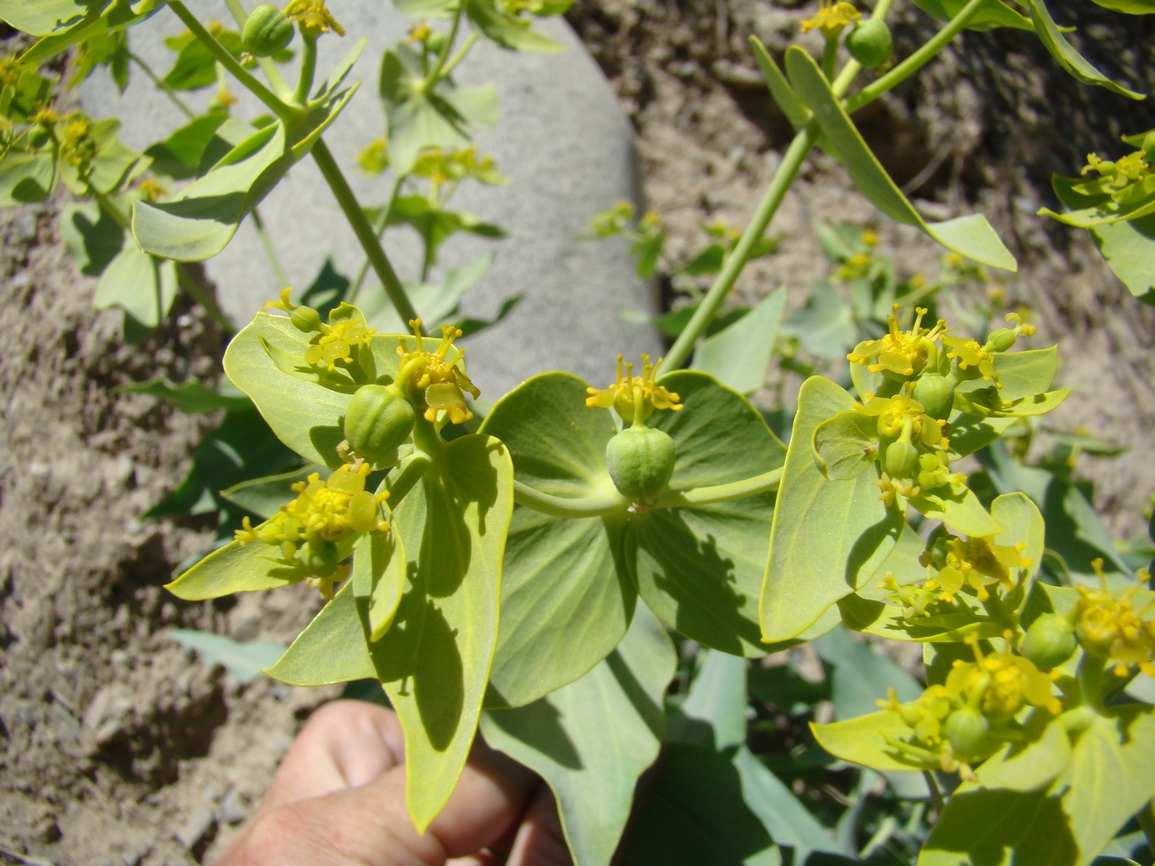 Изображение особи Euphorbia alaica.