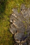 genus Peltigera. Часть высыхающего слоевища на заросшем мхами дереве. Средний Урал, Пермский край, Добрянский р-н, 5 км от ст. Ярино, смешанный лес. 14 октября 2017 г.