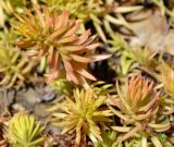 Sedum subulatum. Вегетирующие побеги. Крым, городской округ Ялта, пгт Массандра, Массандровский дворец, в цветнике. Июль 2017 г.