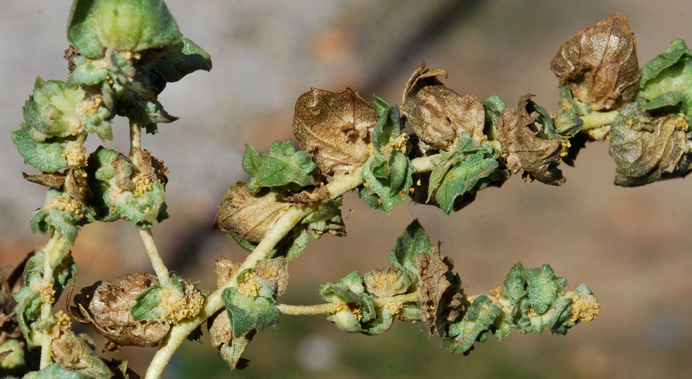 Image of Atriplex tatarica specimen.