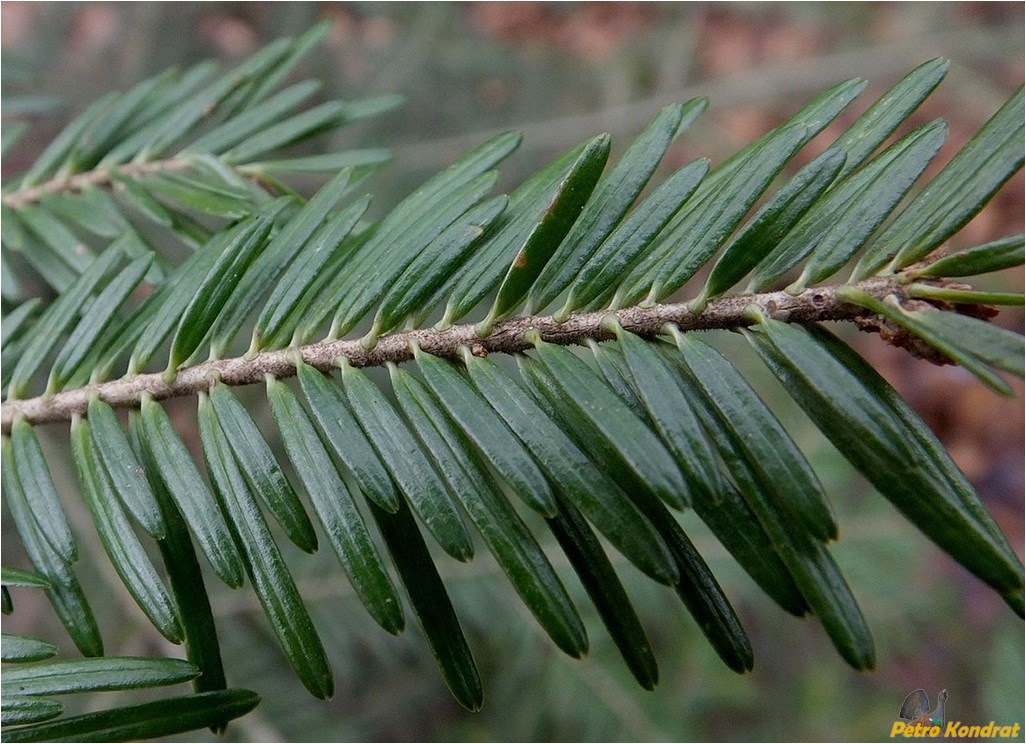 Изображение особи Abies alba.