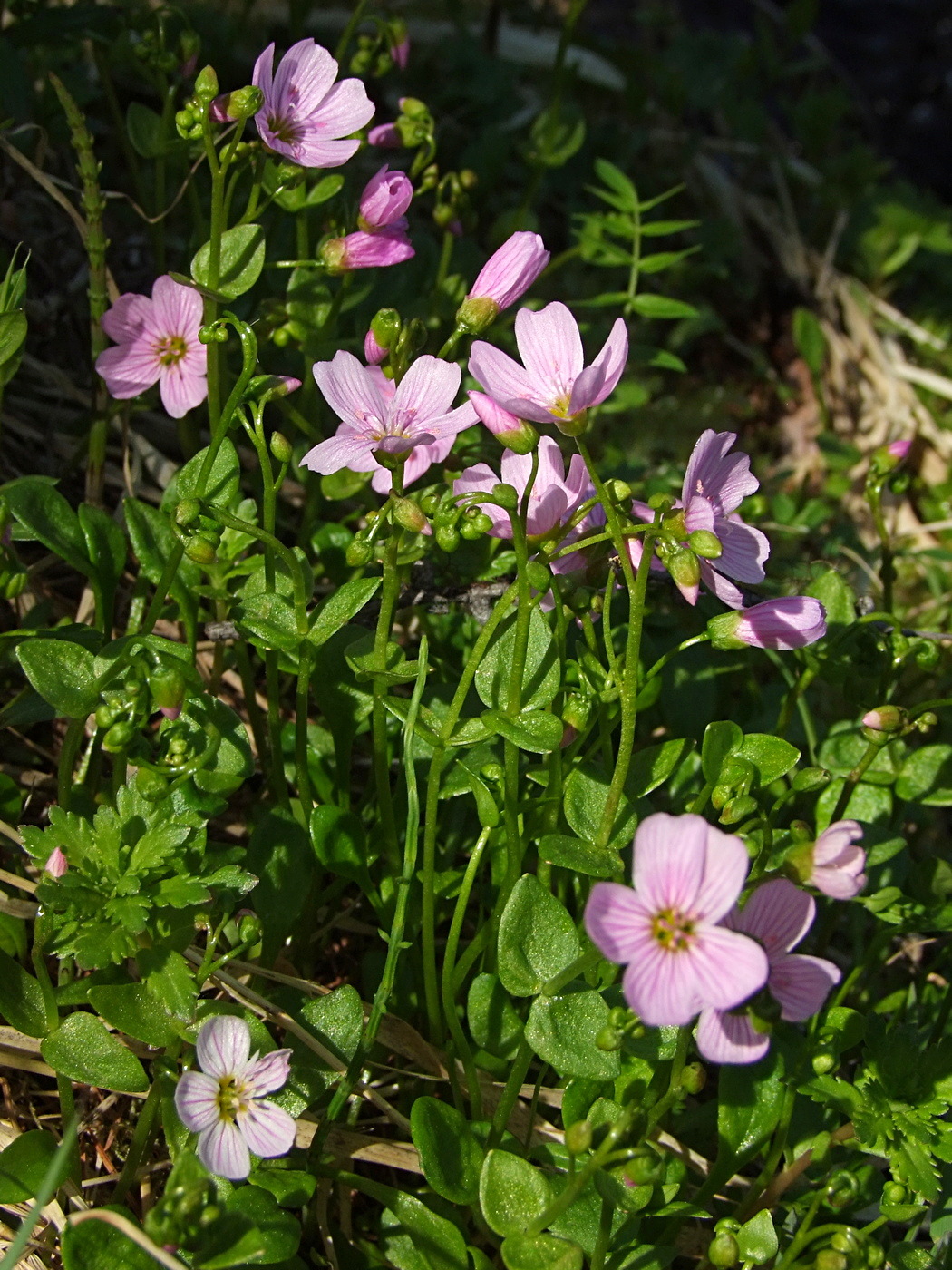 Image of Claytonia sarmentosa specimen.