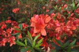 genus Rhododendron. Цветки и листья. Китай, Гуанси-Чжуанский автономный р-н, национальный парк Shiwan Dashan National Forest Park, парк рядом с гостиницей. 9 марта 2016 г.