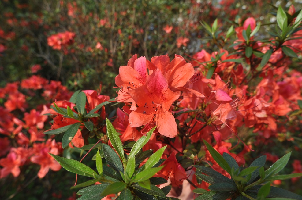 Изображение особи род Rhododendron.