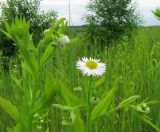 Erigeron annuus. Верхушки расцветающих растений. Московская обл., Одинцовский р-н, окр. с. Никольское, борт старого песчаного карьера, луг с редким кустарником. 29.06.2017.